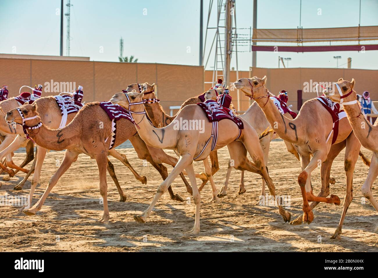 Traditionelles Kamel-Dromadery-Rennen von Ash-Shahaniyah in Katar mit Robotern statt Jockey Stockfoto