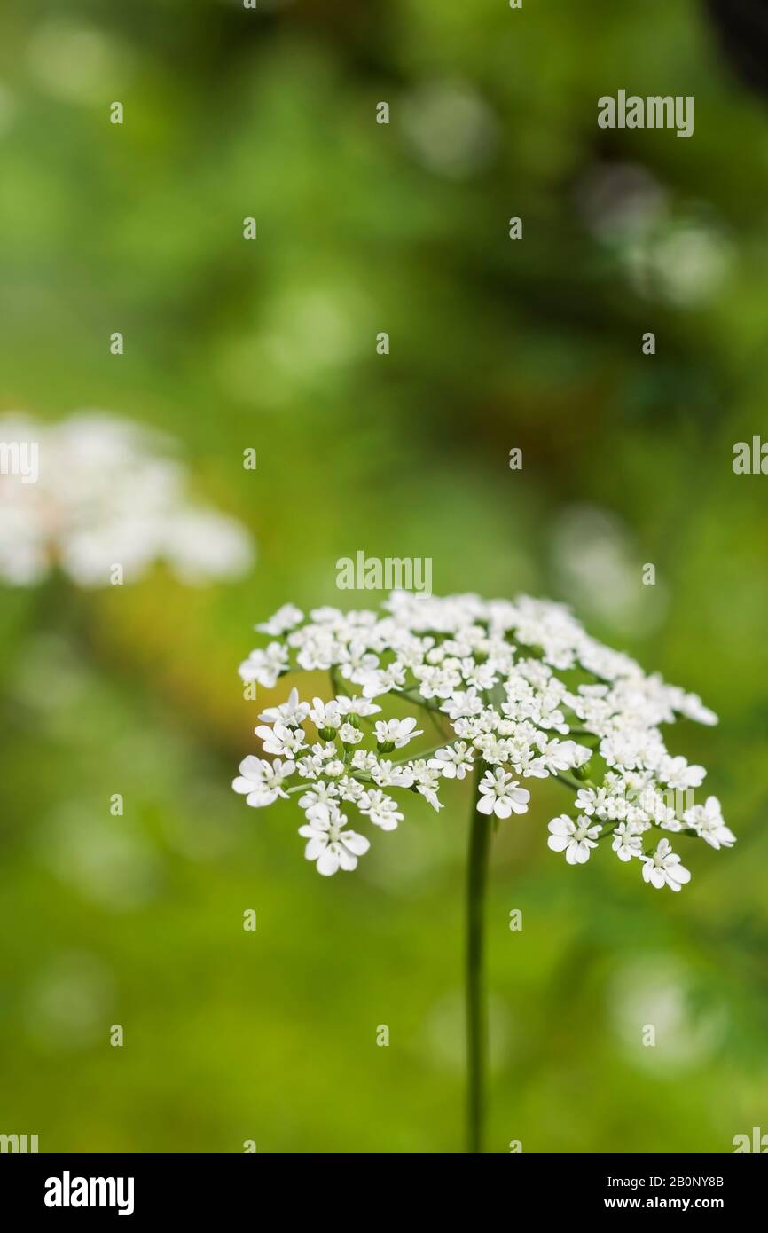 Aethusa cynapium - Fools Petersilie giftige Pflanze im Sommer. Stockfoto