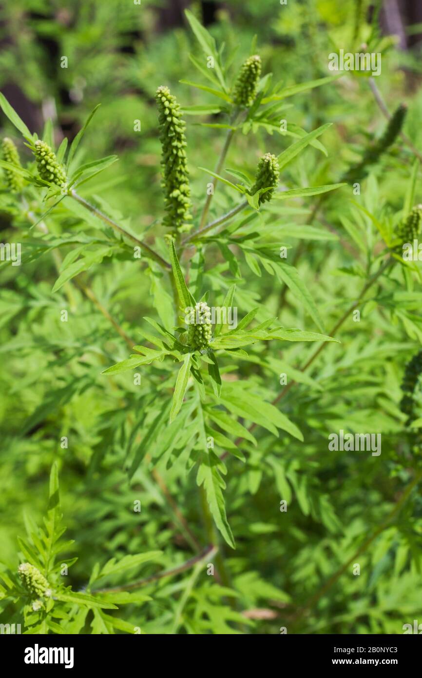 Ambrosia artemisiifolia - Gemeine Ragweed giftige Pflanze im Sommer Stockfoto