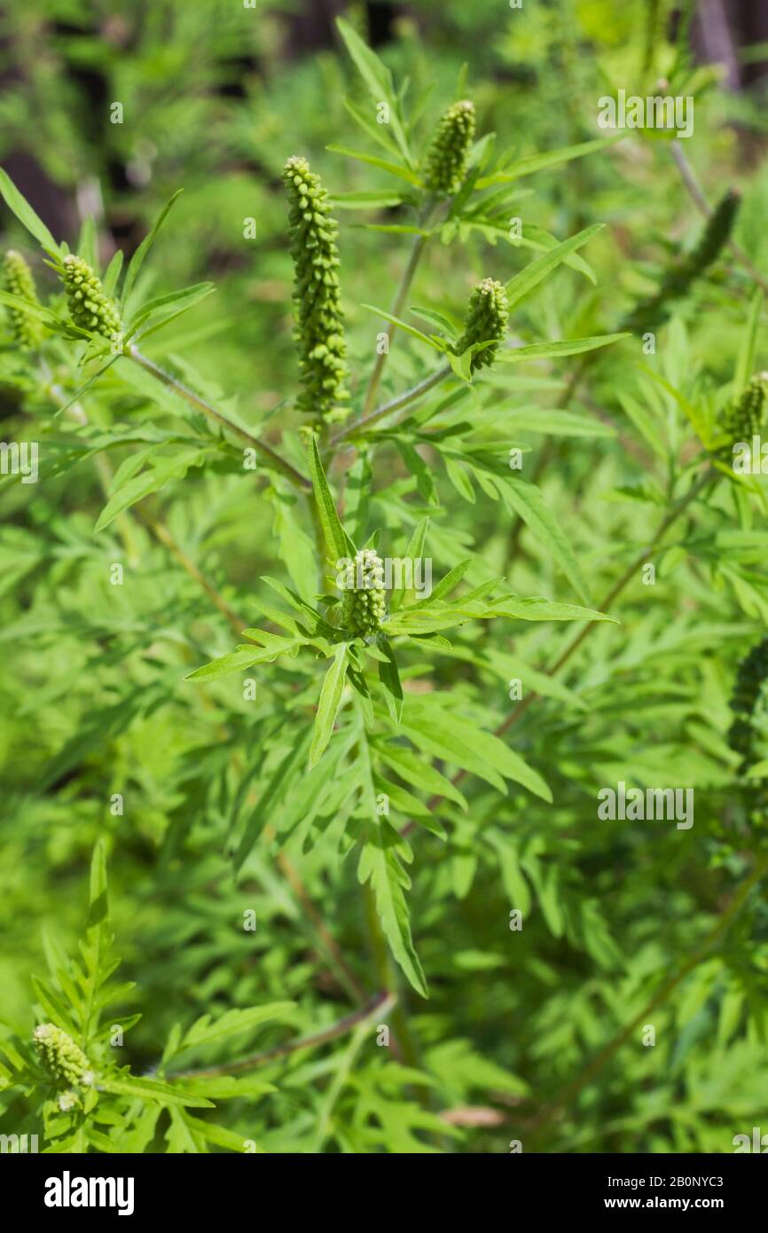 Ambrosia artemisiifolia - Gemeine Ragweed giftige Pflanze im Sommer  Stockfotografie - Alamy