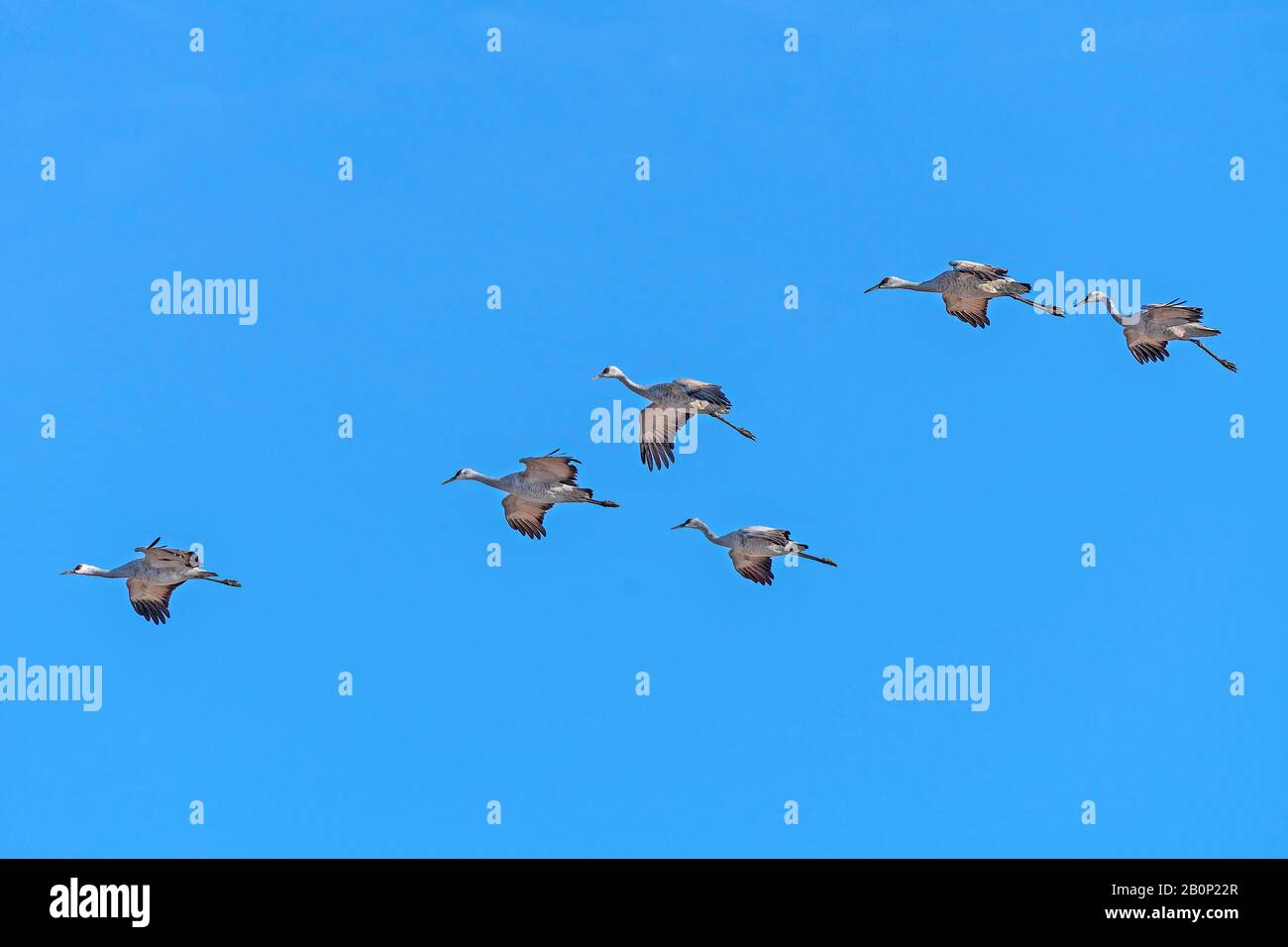 Sandhill Cranes Flying in Formation nahe dem Platte River in Kearney, Nebraska Stockfoto