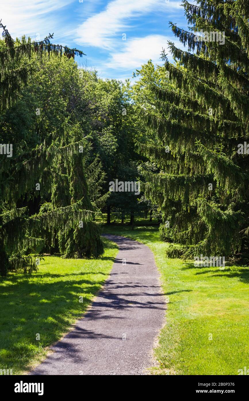 Grüner Rasen und Schotterweg durch Picea abies - Norwegen Fichtenbäume im Sommer, Montreal Botanical Garden, Quebec, Kanada Stockfoto