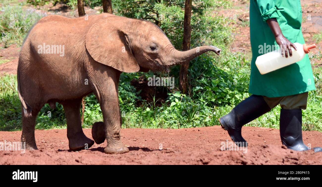 Ein Baby-Elefant will mehr Milch und folgt seinem Pfleger mit einem ausgestreckten Rüssel und hohen Hoffnungen. (Loxodonta africana) Stockfoto