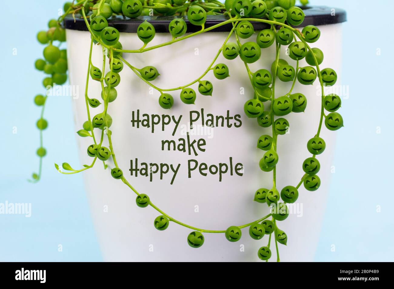 Hauspflanze (Senecio rowleyanus) mit fröhlichen Gesichtern auf Perlen machen Glückliche Pflanzen Glücklichen Menschen Text. Spaß-Öko-Therapiekonzept Stockfoto