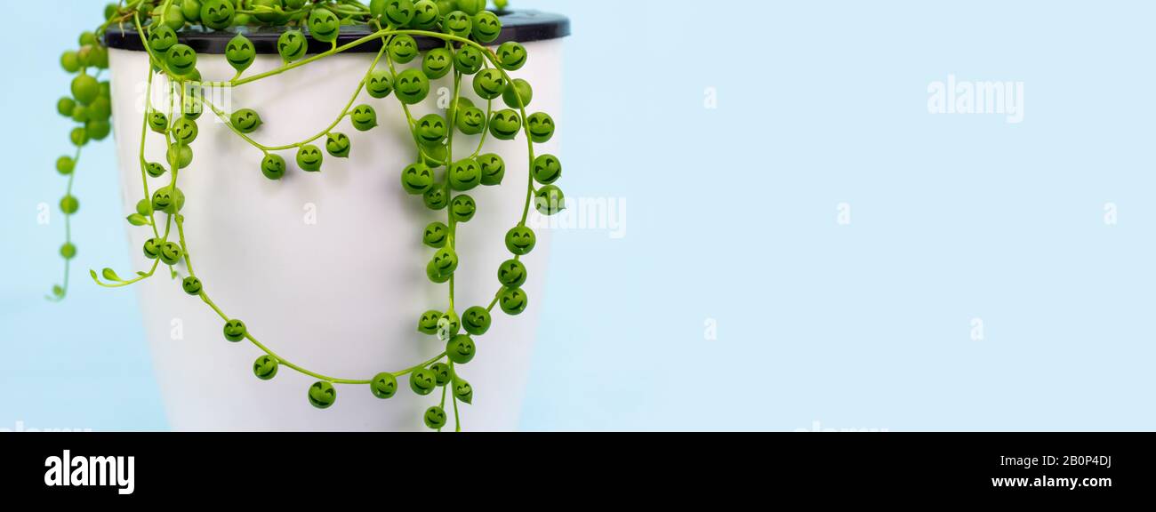 Hausanlage (Senecio rowleyanus) mit fröhlichen Gesicht auf Perlen, Kopieraum für eigenen Text. Glückliche Pflanzen machen Glückliche Menschen, Spaß beim Öko-Therapiekonzept Stockfoto