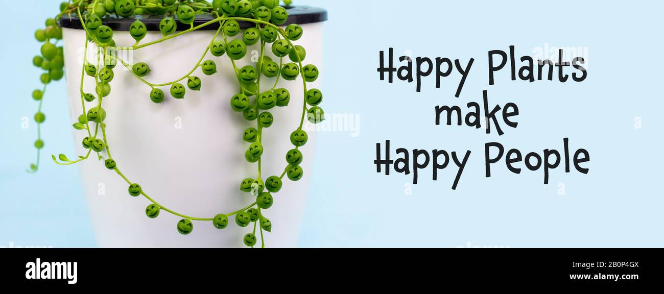 Hauspflanze (Senecio rowleyanus) mit fröhlichen Gesichtern auf Perlen machen Glückliche Pflanzen Glücklichen Menschen Text. Spaß-Öko-Therapiekonzept Stockfoto