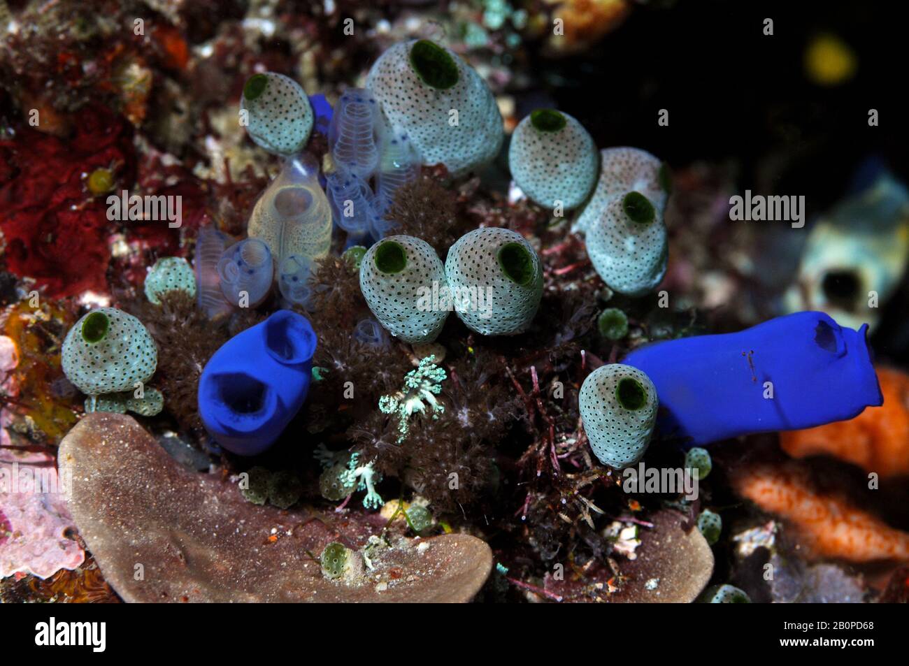 Ascidianer in einem Riff, Didemnum molle, Rhopaläa sp. Und Clavelina moluccensis, Komodo-Nationalpark, Indonesien Stockfoto