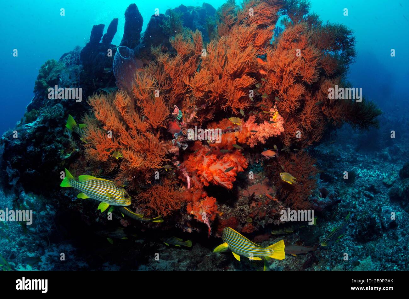 Rippenbonierte Süßlippen, Plectorhinchus polytaenia, Schwimmen zwischen roten weichen Korallen und Meeresfan, Komodo-Nationalpark, Indonesien Stockfoto