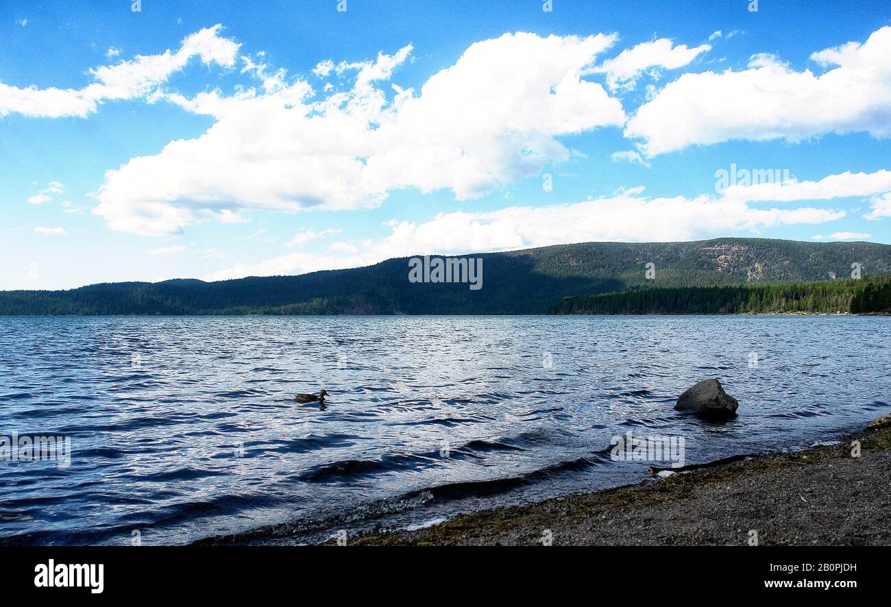 Eine Ente und ein Felsen am Paulina-See. Stockfoto