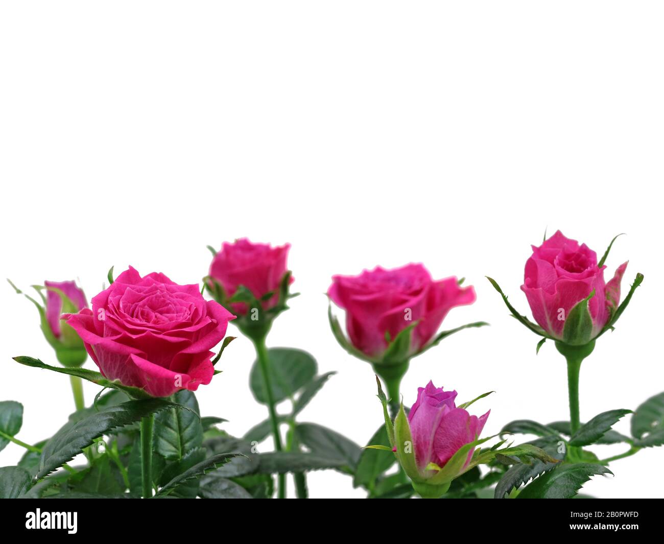 Rosarote Rosen schließen isoliert auf weißem Hintergrund mit Kopierbereich Stockfoto