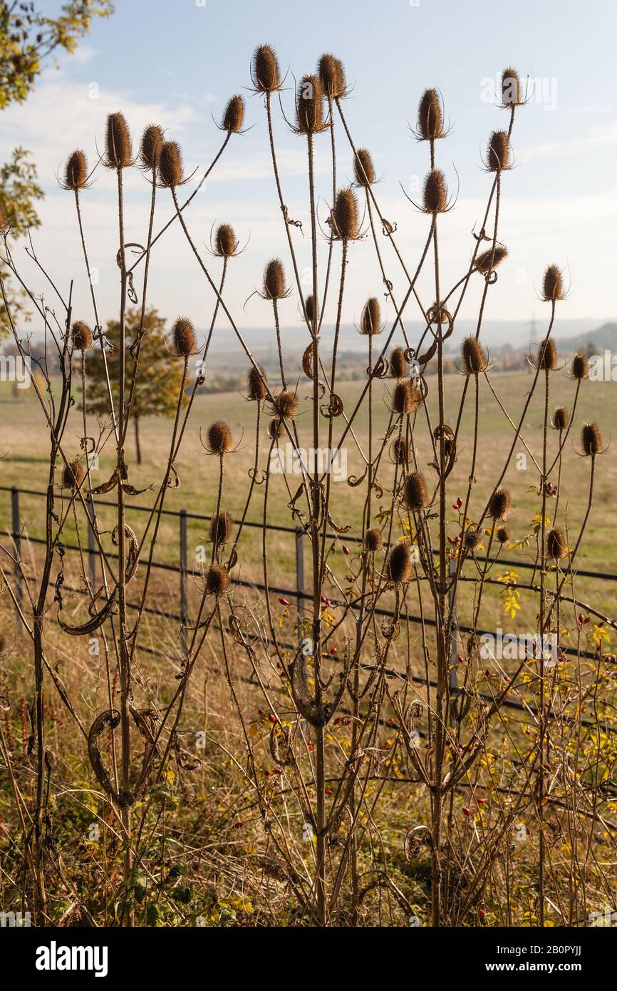 Wilde Thistelköpfe Stockfoto