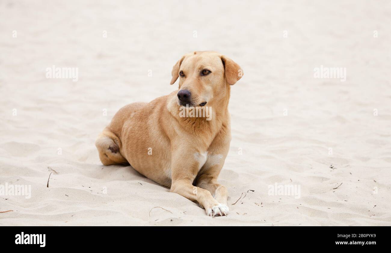 Gambia-Strandhund Stockfoto