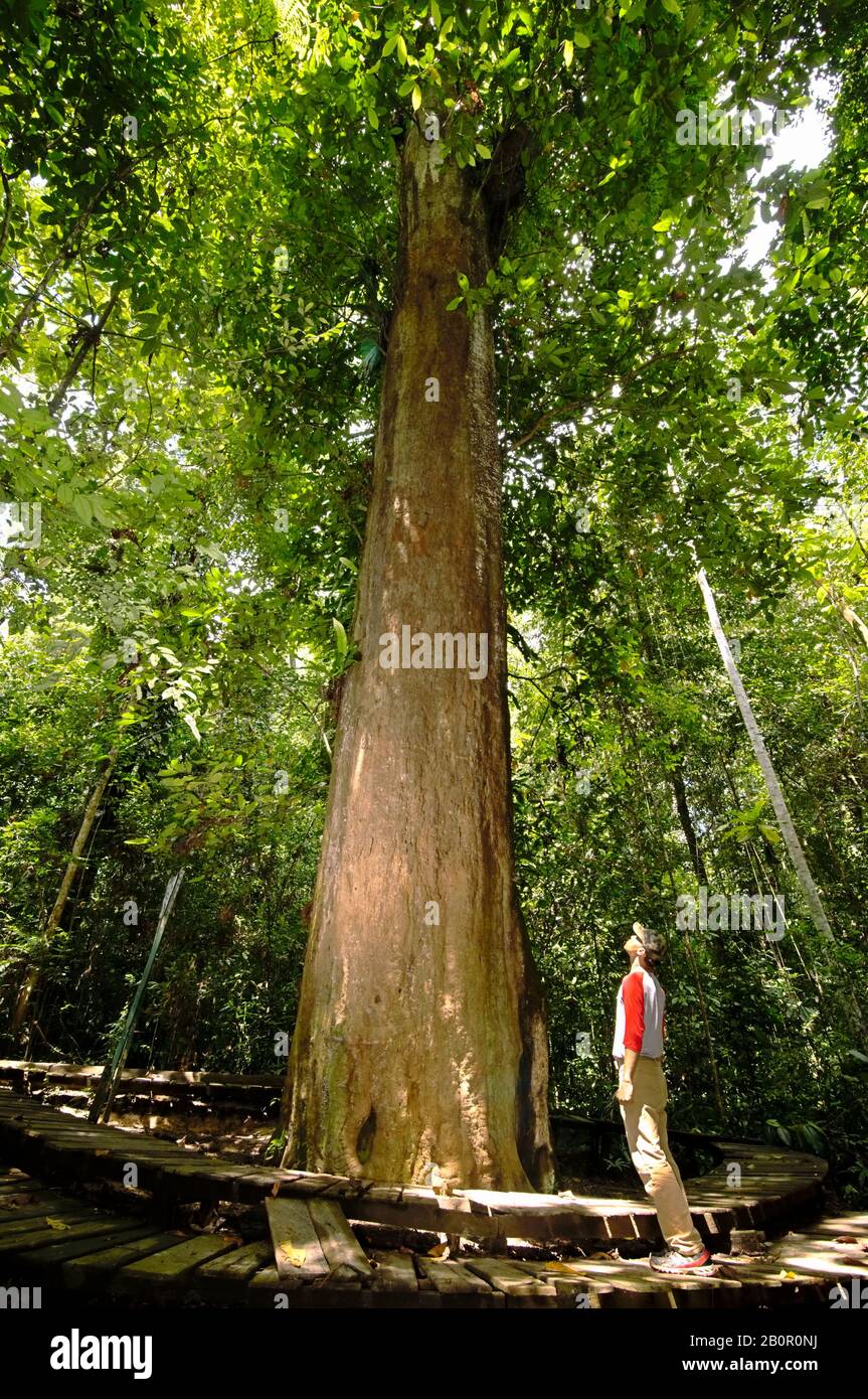 Ein Nationalpark-Ranger, der unter einem riesigen Borneaner Eisenholzbaum (Eusideroxylon zwageri) im Sangkima Nature Reserve, East Kalimantan, Indonesien, steht. Stockfoto