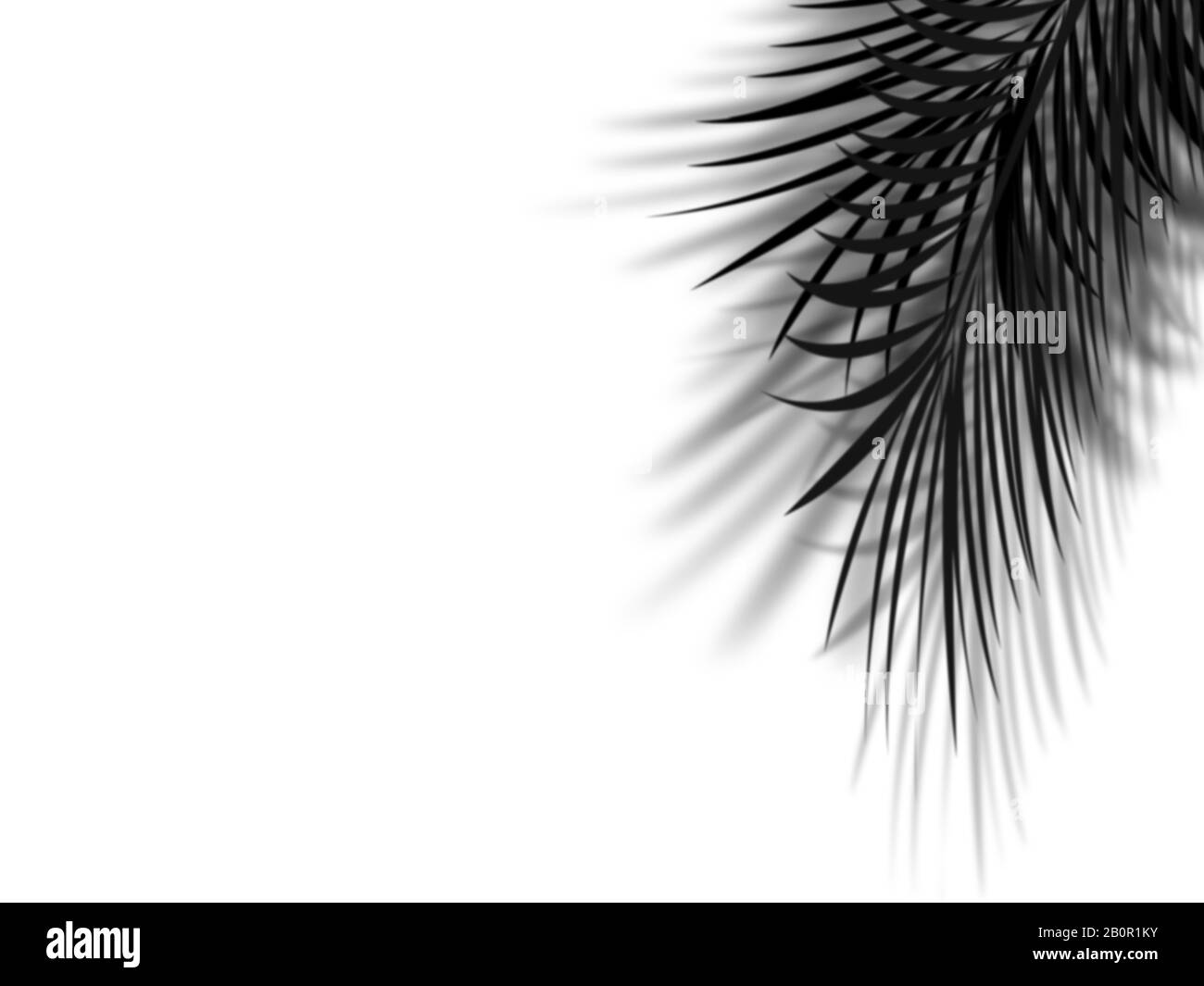 Palmblattschatten auf leerem weißem Wandhintergrund, schwarz-weiß Stockfoto