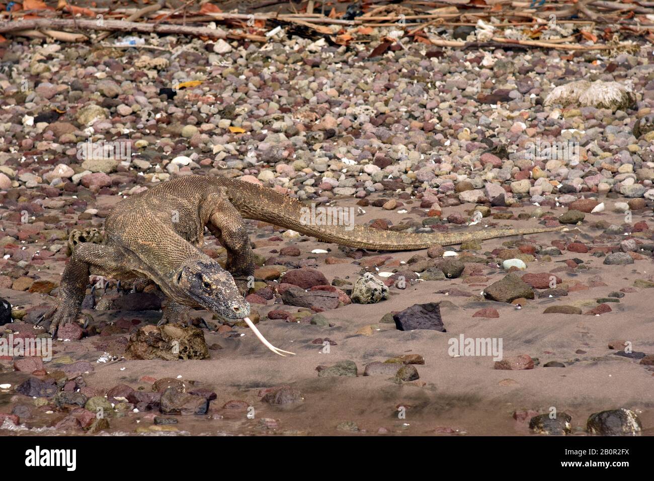 Komodo-Drache am Strand, Varanus komodoensis, Rinca Island, Komodo-Nationalpark, Indonesien Stockfoto