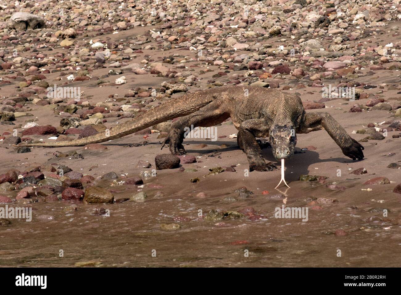 Komodo Drache am Strand trinkt Wasser, Varanus komodoensis, Rinca Island, Komodo National Park, Indonesien Stockfoto