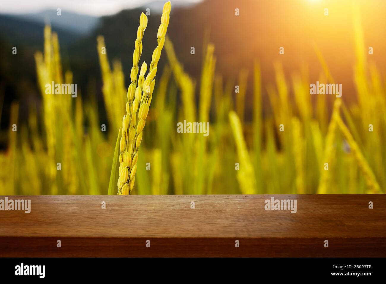 Holztisch vor dem Feld goldener Reisig im Reisfeld mit Morgenlicht. Bereit für die Montage auf der Produktanzeige Stockfoto