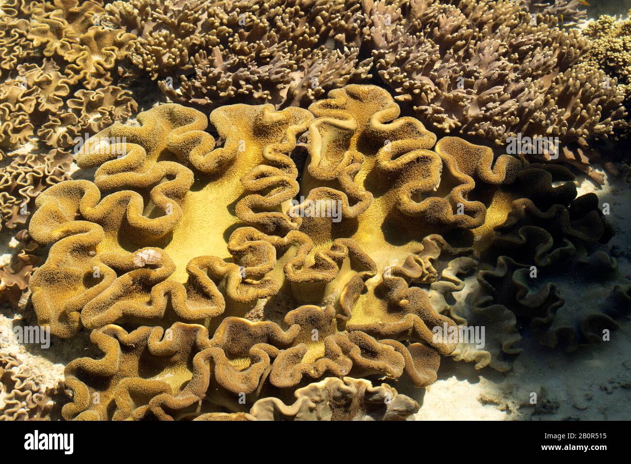Korallenkopf aus Leder, Sarcophyton sp., Kapalai, Malaysia Stockfoto