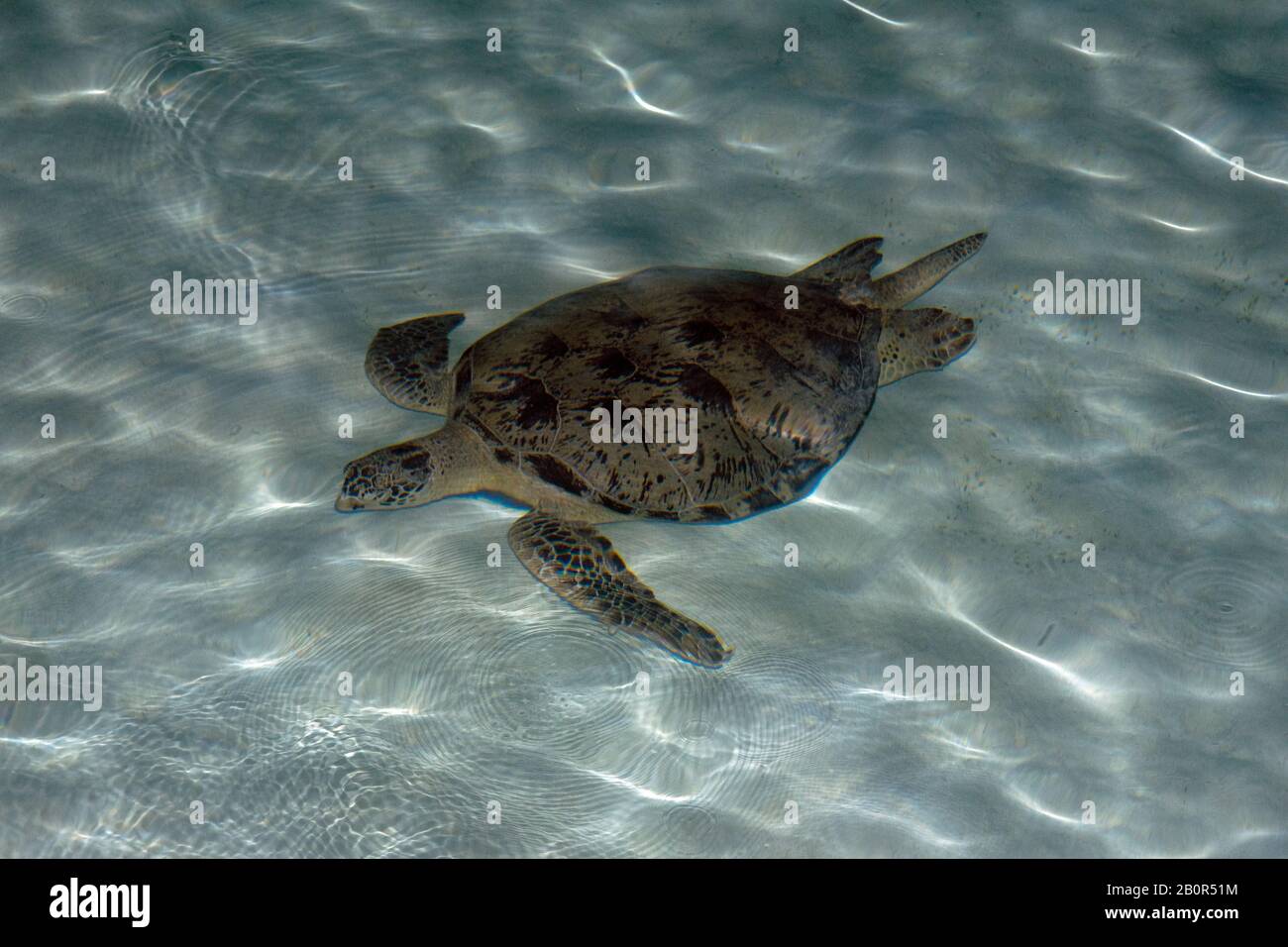 Grüne Schildkröte, Chelonia mydas, schwimmt im seichten Sand, Kapalai Dive Resort, Malaysia Stockfoto