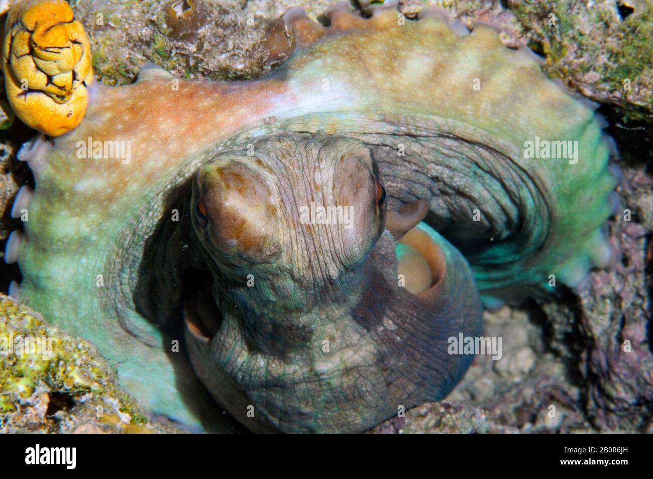 Night Octopus, Octopus sp., Sipadan Island, Malaysia Stockfoto