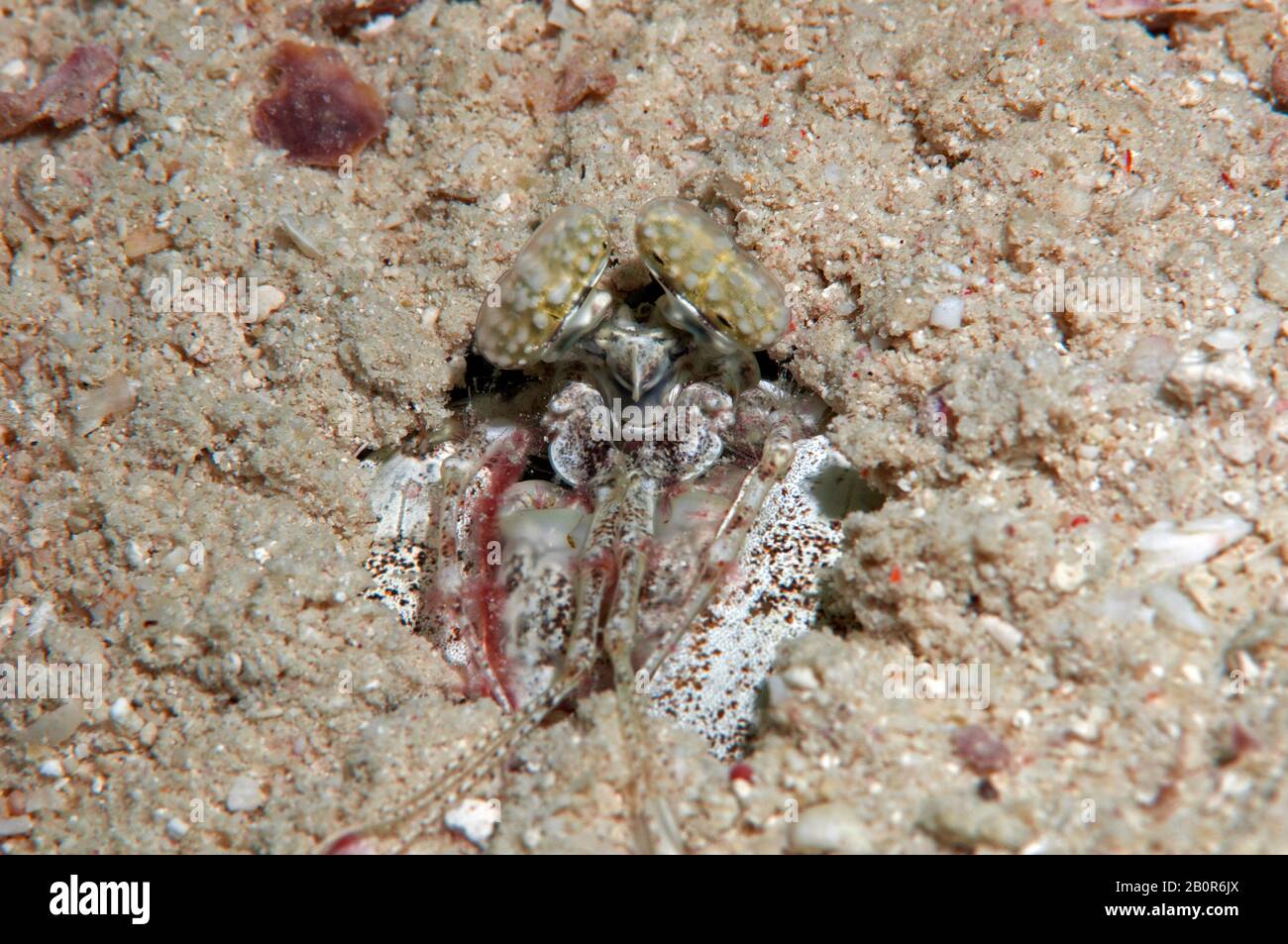 Verspottete Mantis-Garnelen, Lysiosquilla sulcirostris, im Sand begraben, Kapalai, Malaysia Stockfoto
