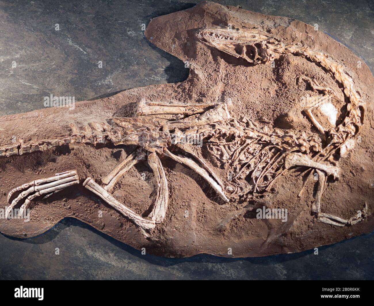 Modell Dinosaurier-Fossil mit Boden: Fake Reconstruction. Stockfoto