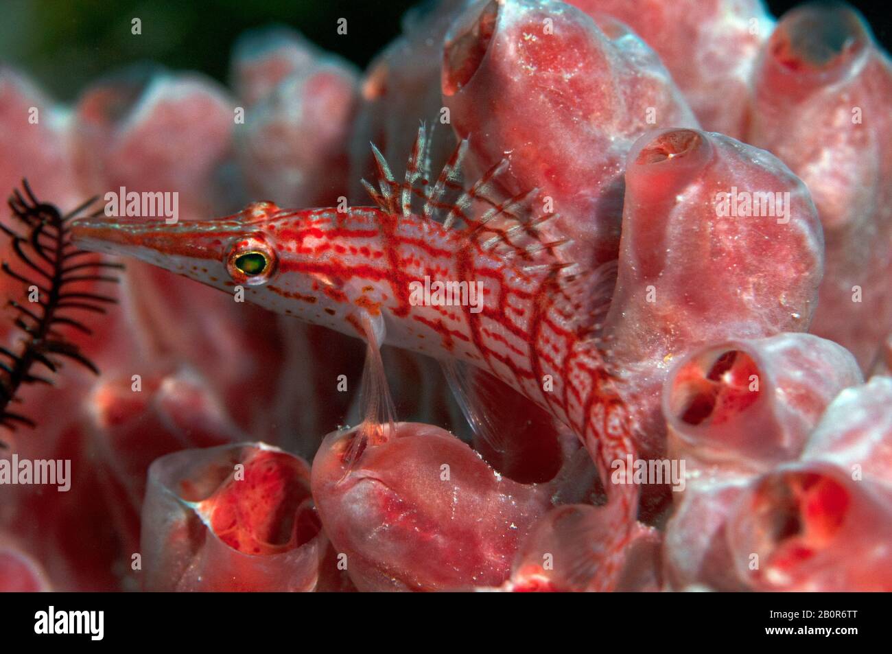 Langnasenhawkfisch, Oxyzirrhiten typus, auf einem roten Schwamm, Kapalai, Malaysia Stockfoto