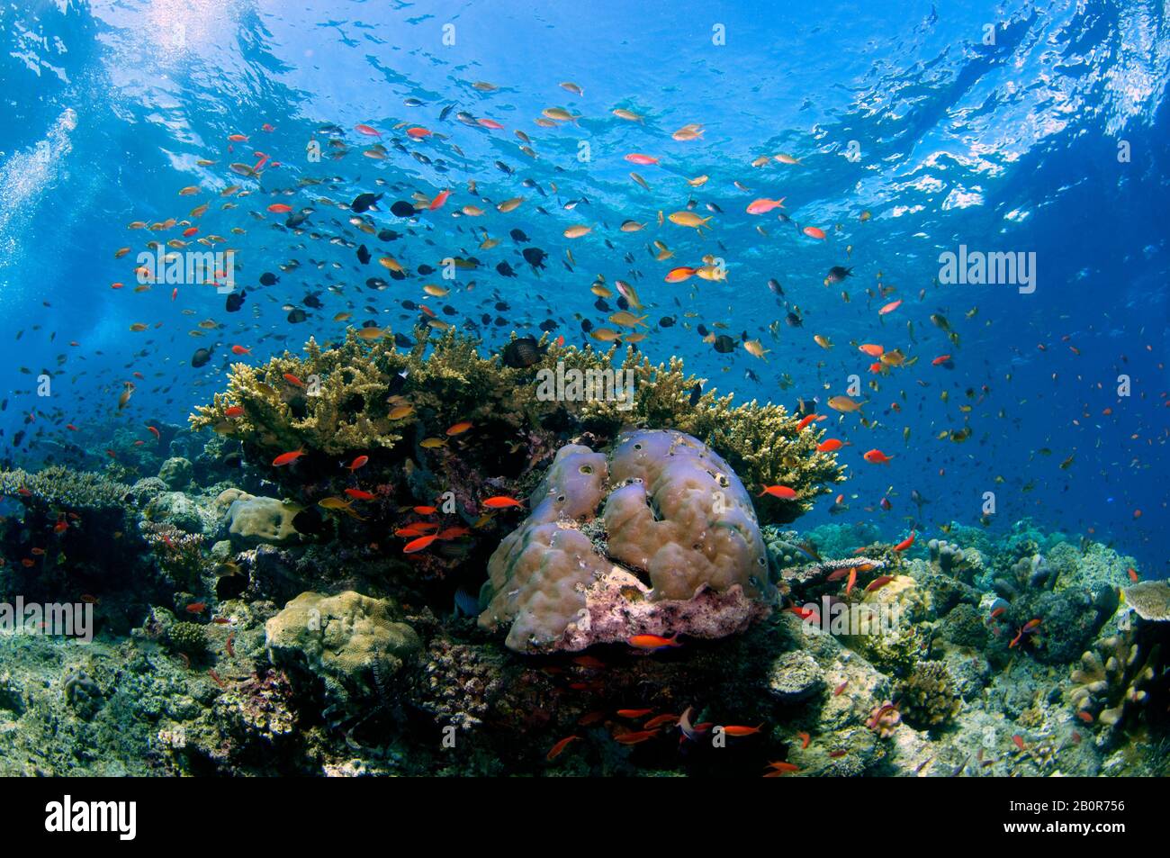 Hohe Biodiversität eines tropischen Korallenriffs auf der Insel Sipadan, Malaysia Stockfoto