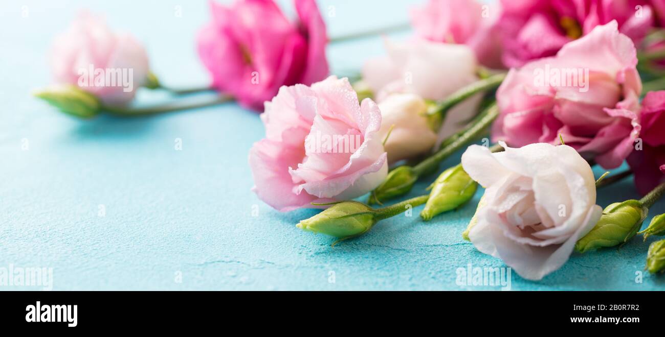 Rosa Blumen, texanische Blautönen, Eustom auf blauem Hintergrund. Kopierbereich. Stockfoto