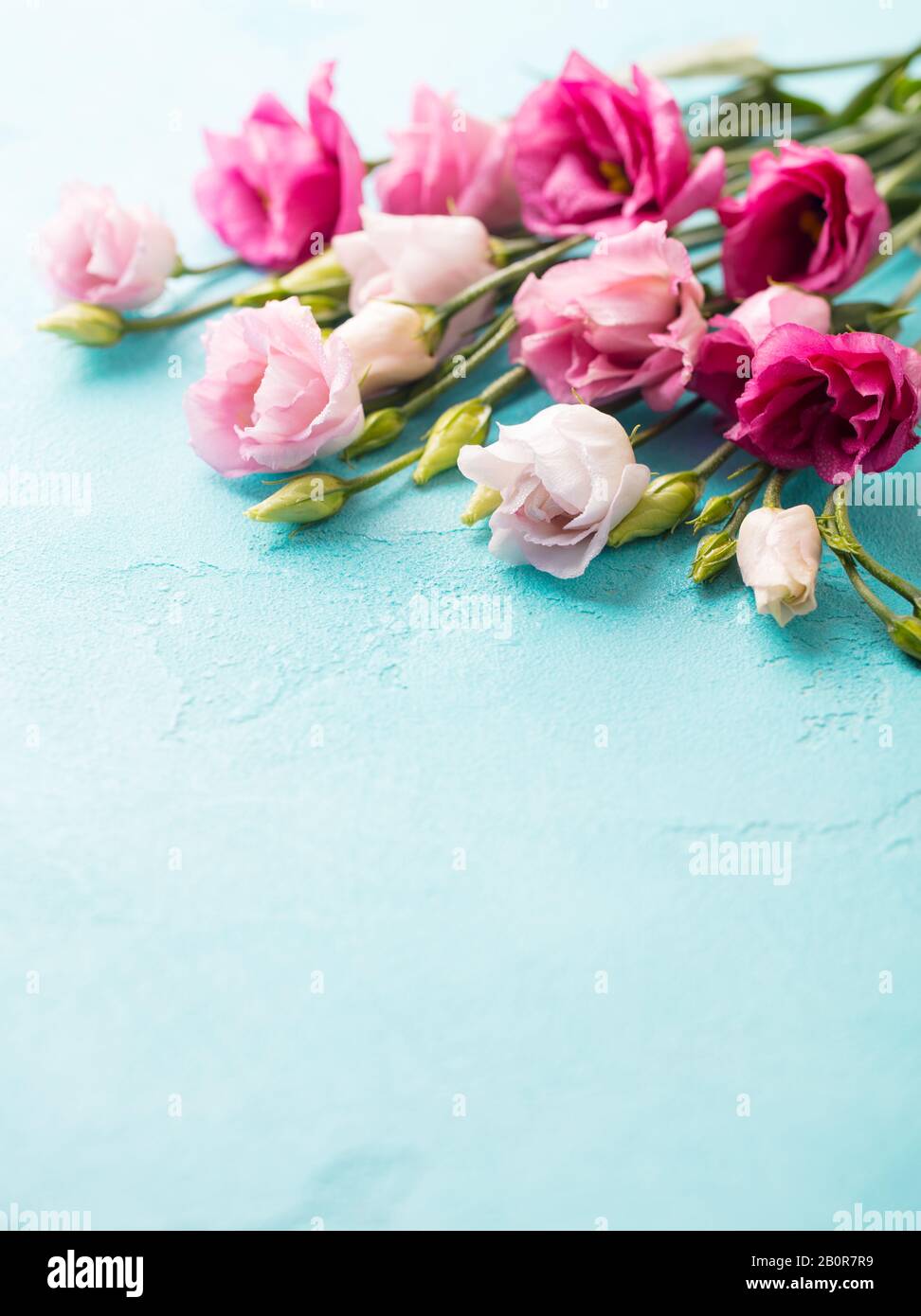 Rosa Blumen, texanische Blautönen, Eustom auf blauem Hintergrund. Kopierbereich. Stockfoto