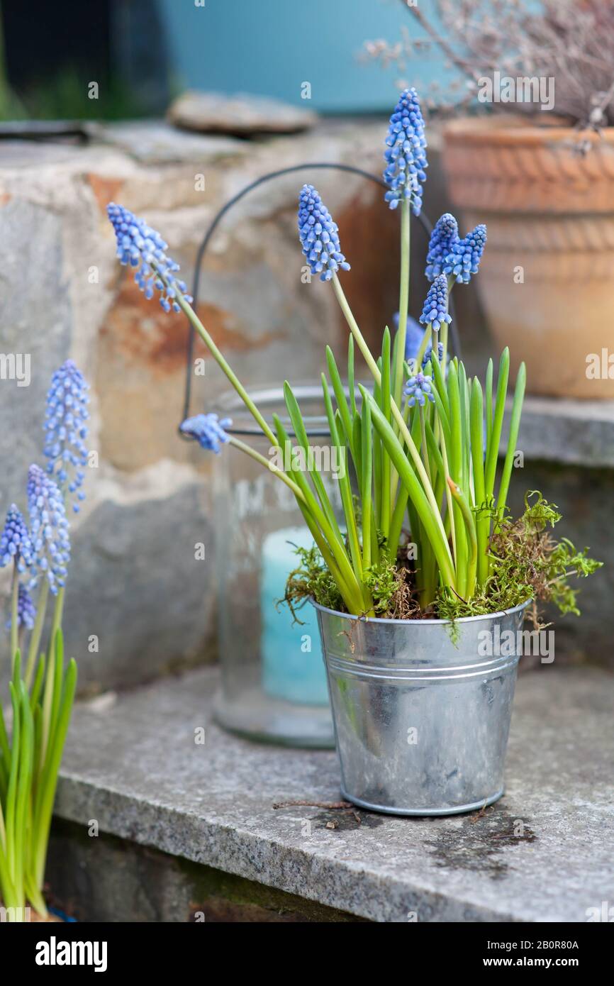 Frühlingsdekoration im Garten - blaue Muscari-Blumen in einem Blumentopf aus Metall und lampion mit blauer Kerze Stockfoto