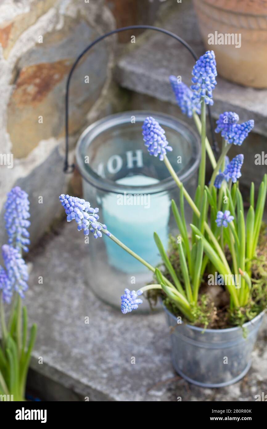 Frühlingsdekoration im Garten - blaue Muscari-Blumen in einem Blumentopf aus Metall und lampion mit blauer Kerze Stockfoto