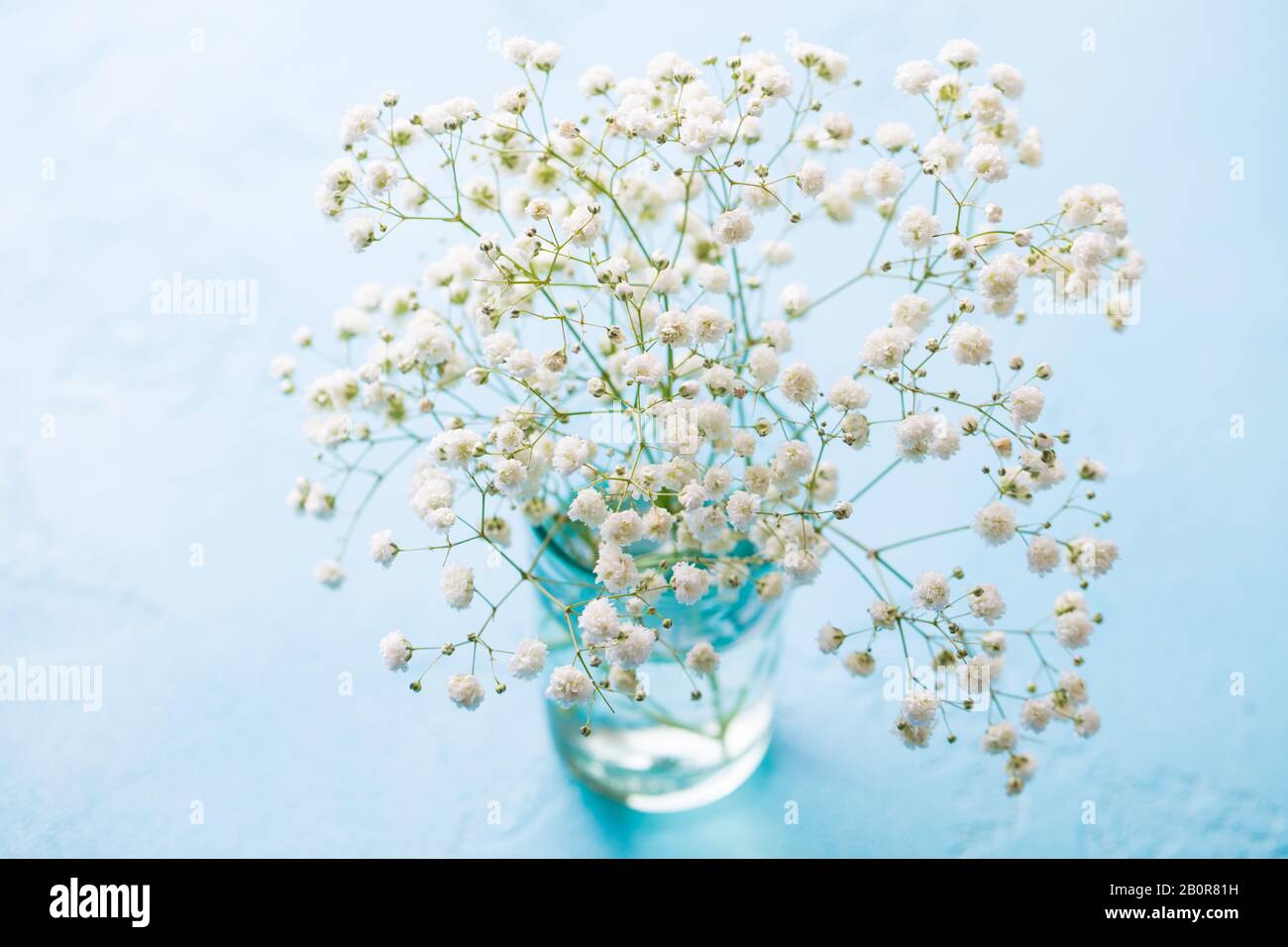 Gypsophila, Baby atmet Blumen in Glasvase auf blauem Hintergrund. Nahaufnahme. Stockfoto