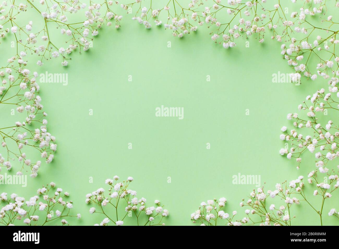 Rahmen aus weißen Blumen, Gypsophila, Baby's Breath. Flache Laienzusammensetzung. Pastellgrüner Hintergrund. Draufsicht. Kopierbereich. Stockfoto