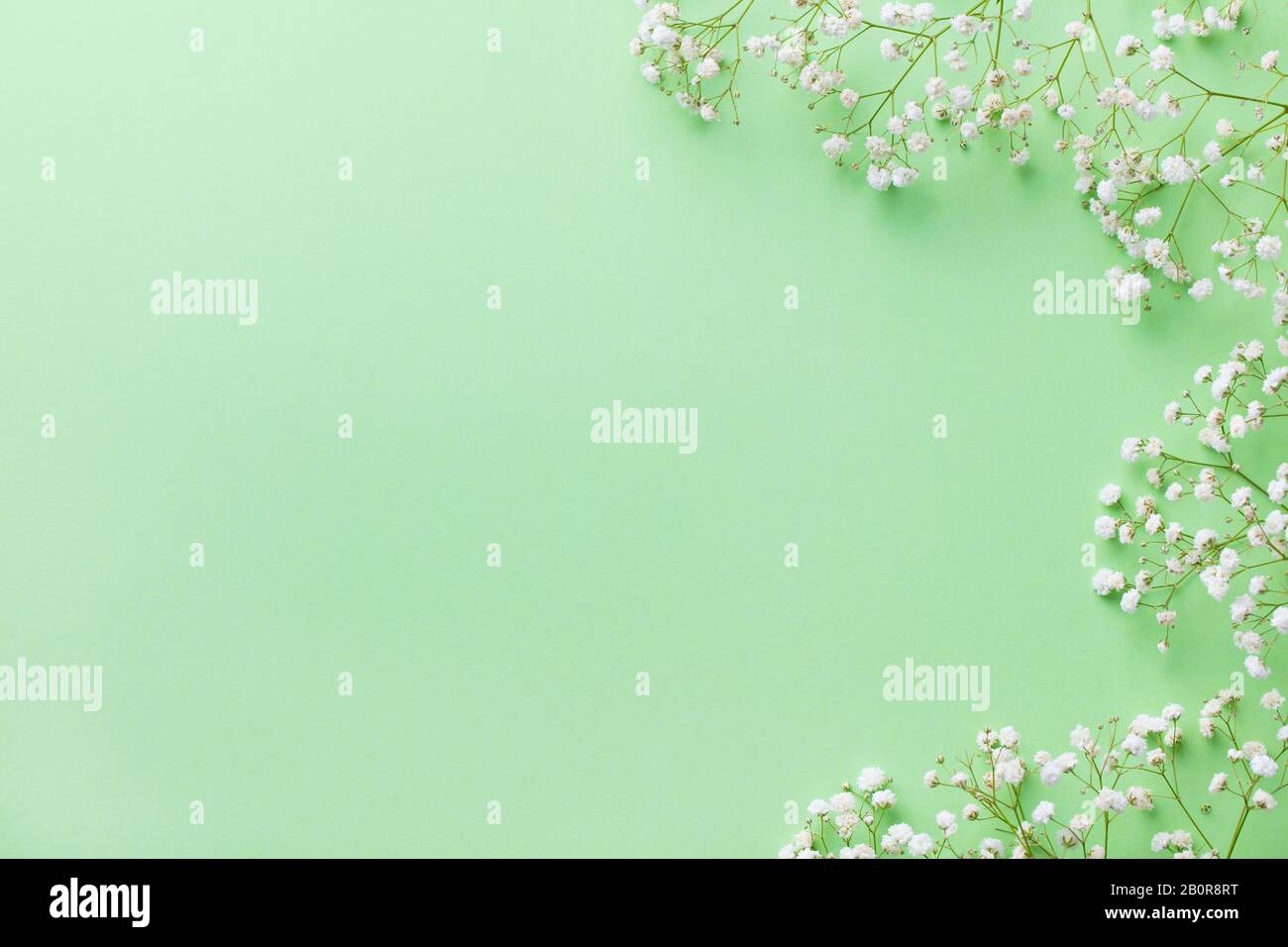 Weiße Blumen, Qypsophila auf pastellgrünem Hintergrund. Draufsicht. Kopierbereich. Stockfoto