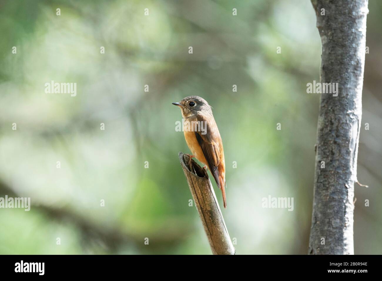 Ferruginöser Flycatcher, Muscicapa ferruginea, Neora Valley National Park, Kalimpong, Westbengalen, Indien Stockfoto