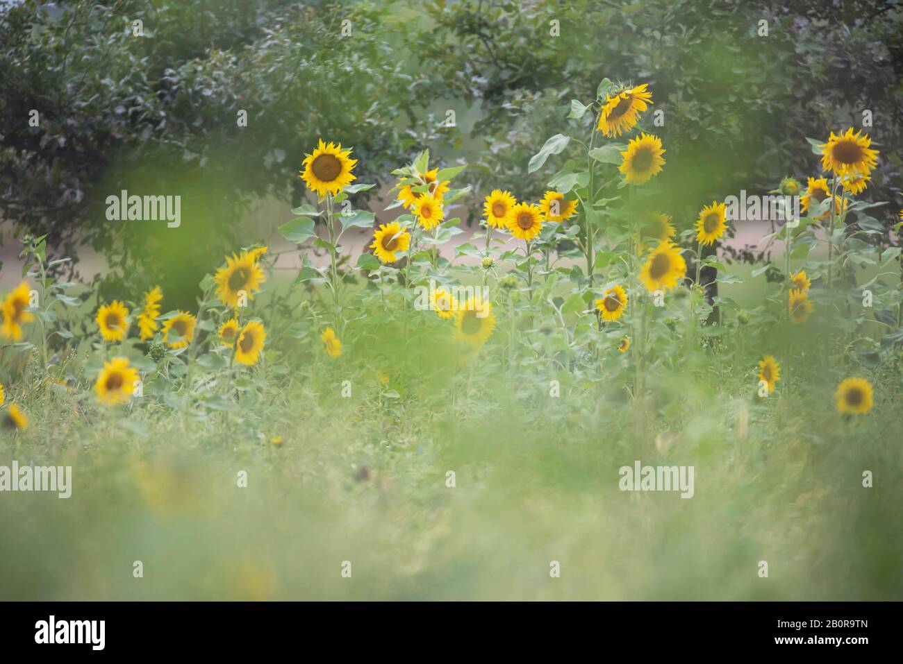 Sonnenblumen im Sommer auf dem Feld. Stockfoto