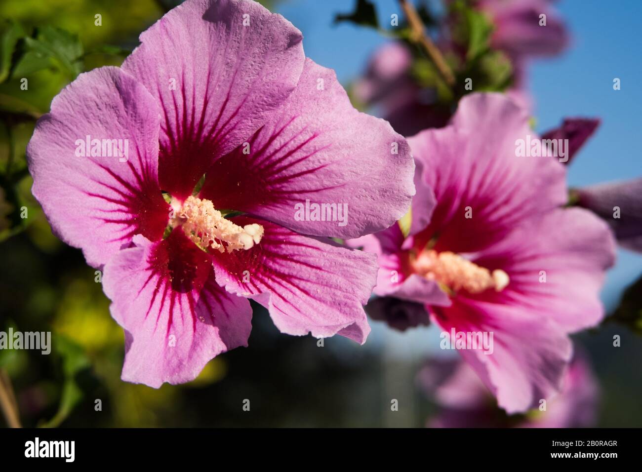 Eine Nahaufnahme einer lila gemeinen Hibiskusblüte Stockfoto