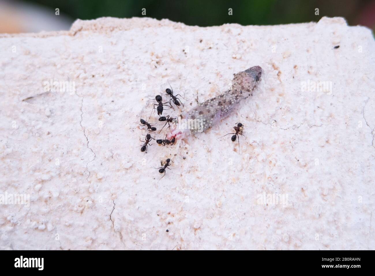 Eine Nahaufnahme eines toten Geckos, der von einer Gruppe von Ameisen verschlang Stockfoto