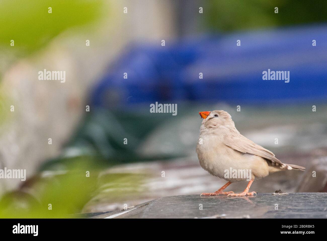Ein wunderschöner und neugieriger Zebrafinch Stockfoto