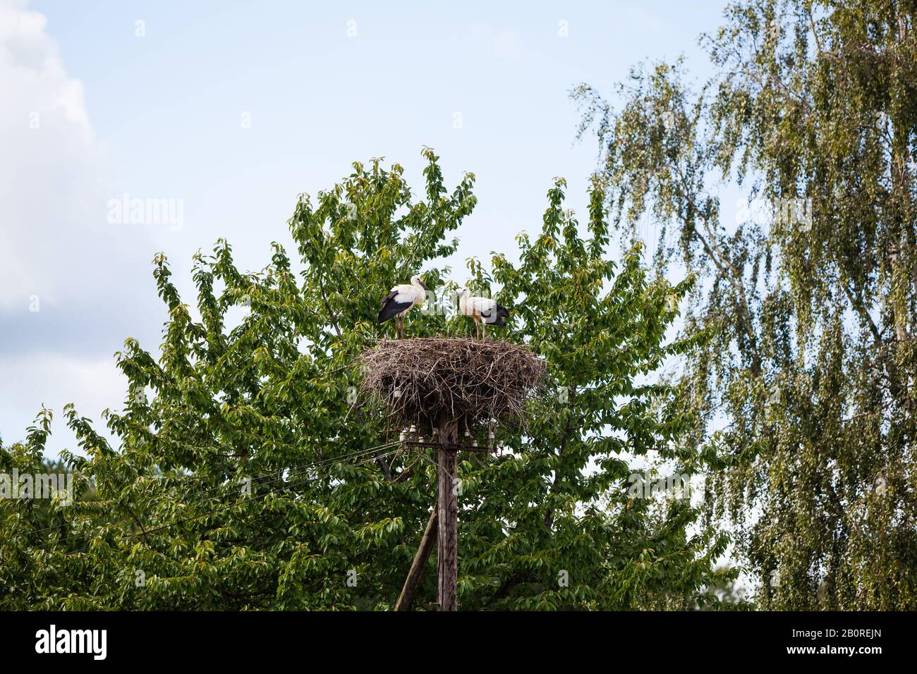 Zwei Störche im Nestling im Sommer in Lettland Stockfoto