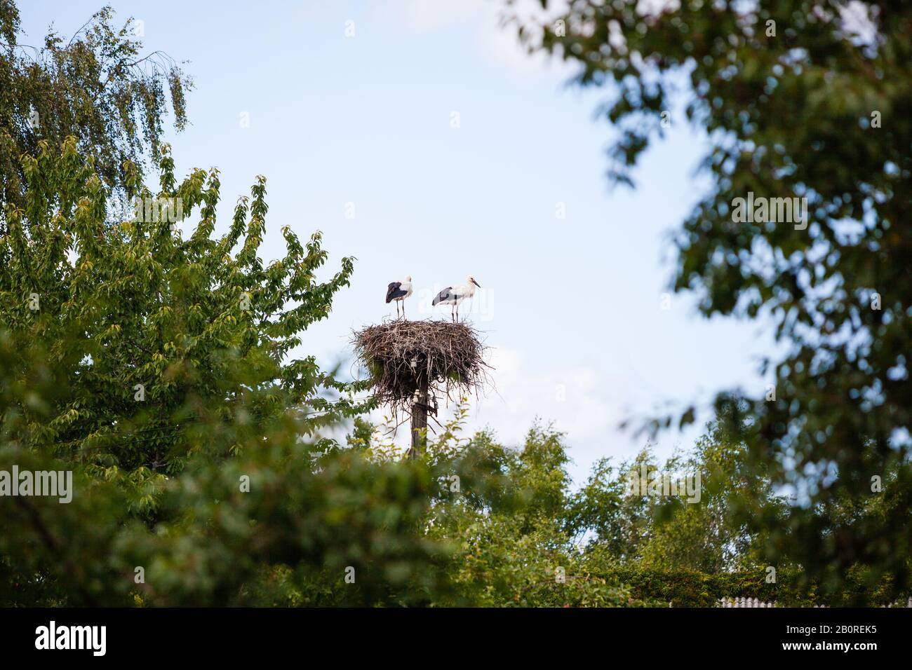 Zwei Störche im Nestling im Sommer in Lettland Stockfoto