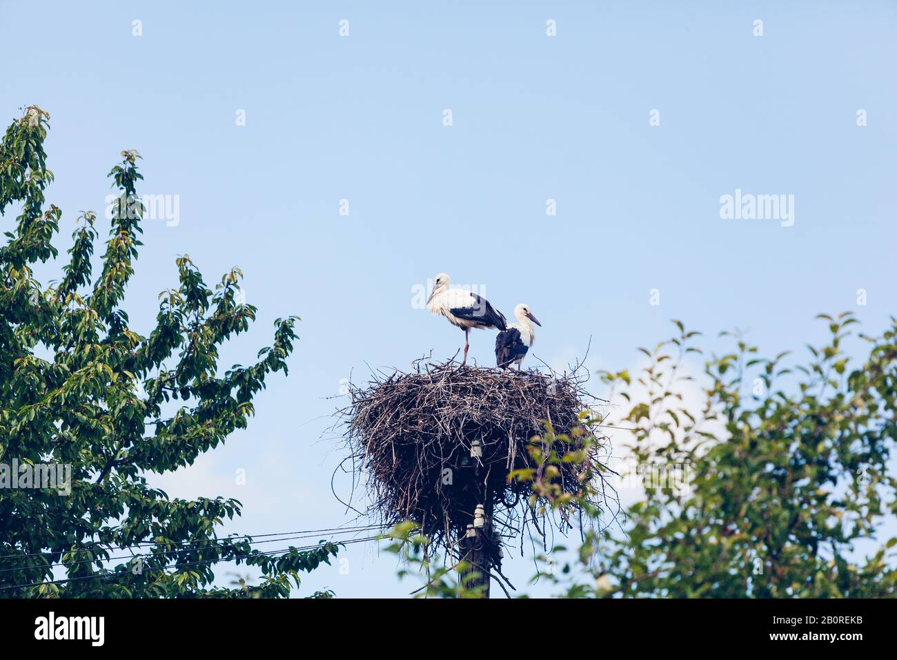 Zwei Störche im Nestling im Sommer in Lettland Stockfoto