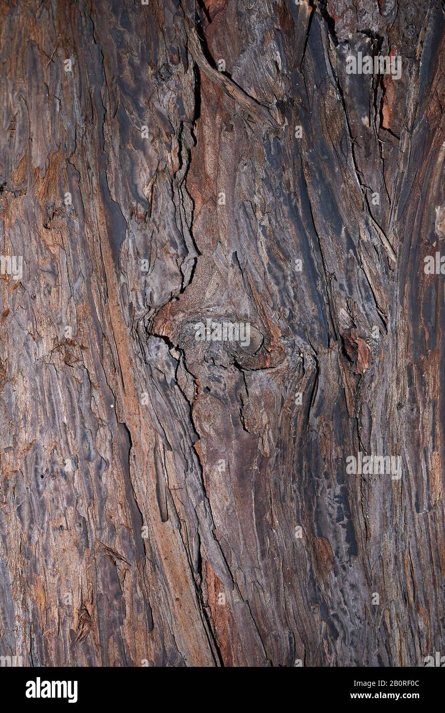Sequoia sempervirens Nahaufnahme Stockfoto