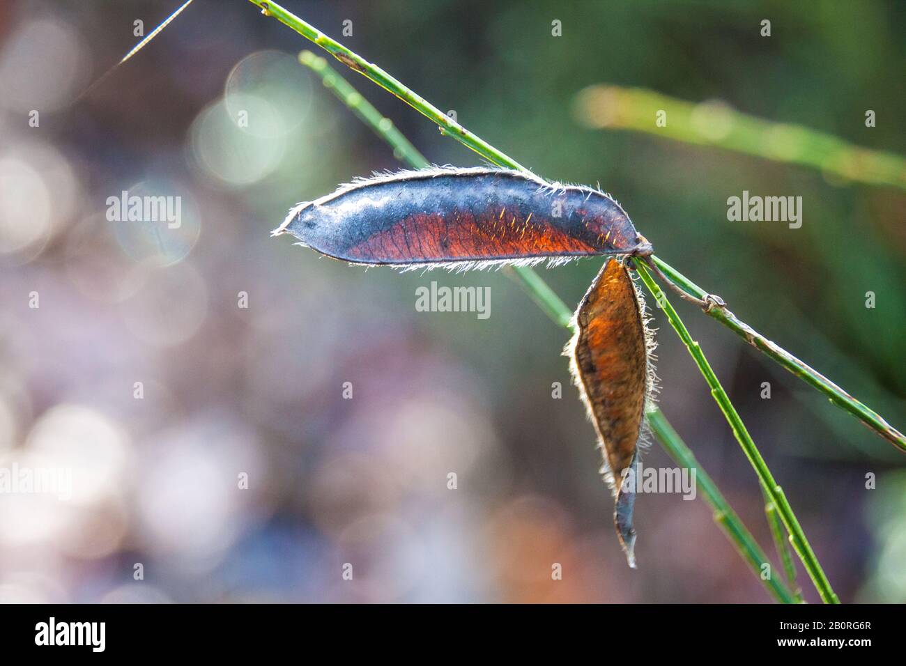 Brauner und Samtiger Wildlederpod im Herbstwald Stockfoto