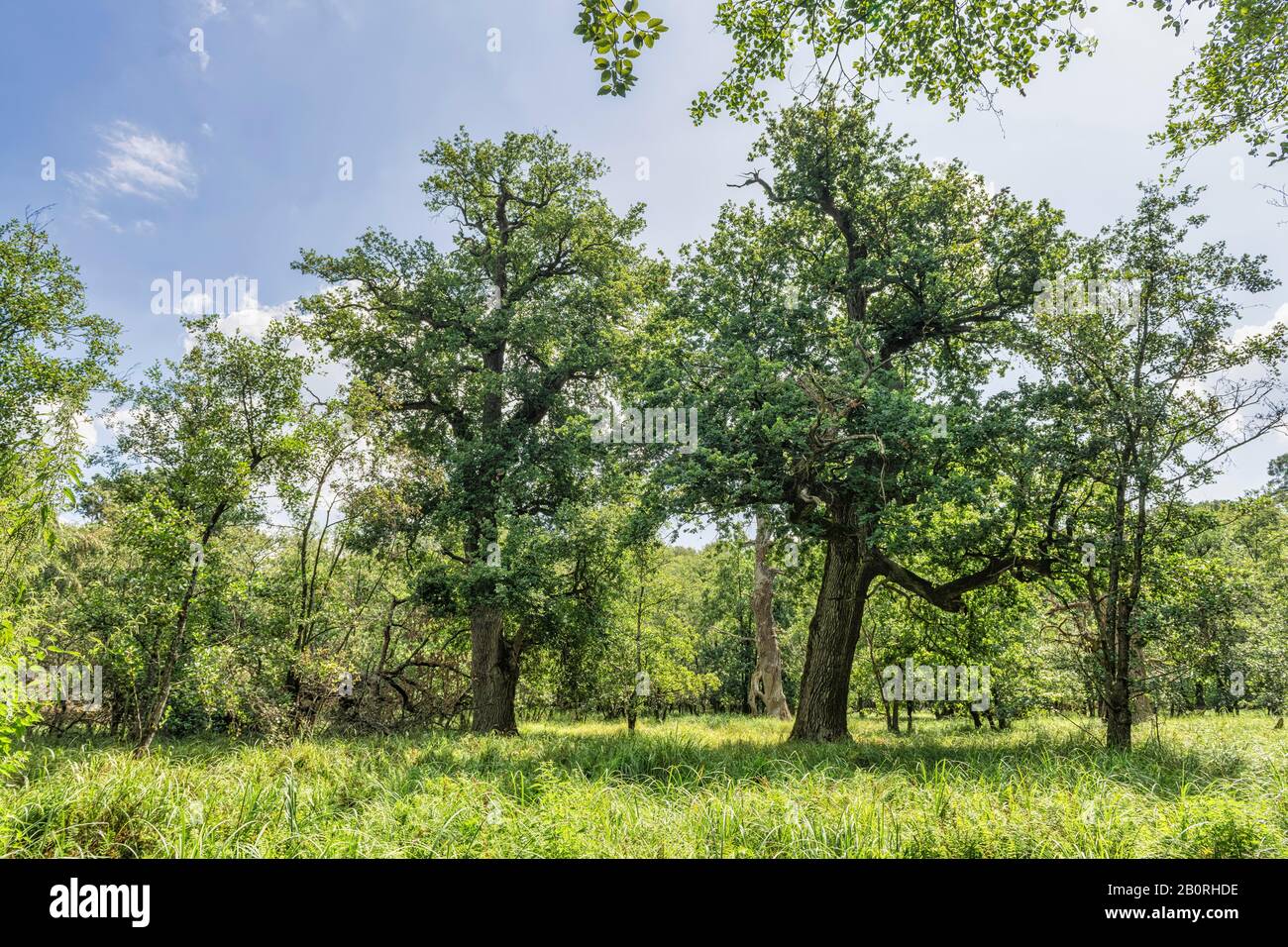 Sommerlicher Flutwald mit Größerer Tussock-Segge (Carex paniculata), englischer Eiche (Quercus robur) und schwarzer Erle (Alnus glutinosa), Moenchbruch Stockfoto
