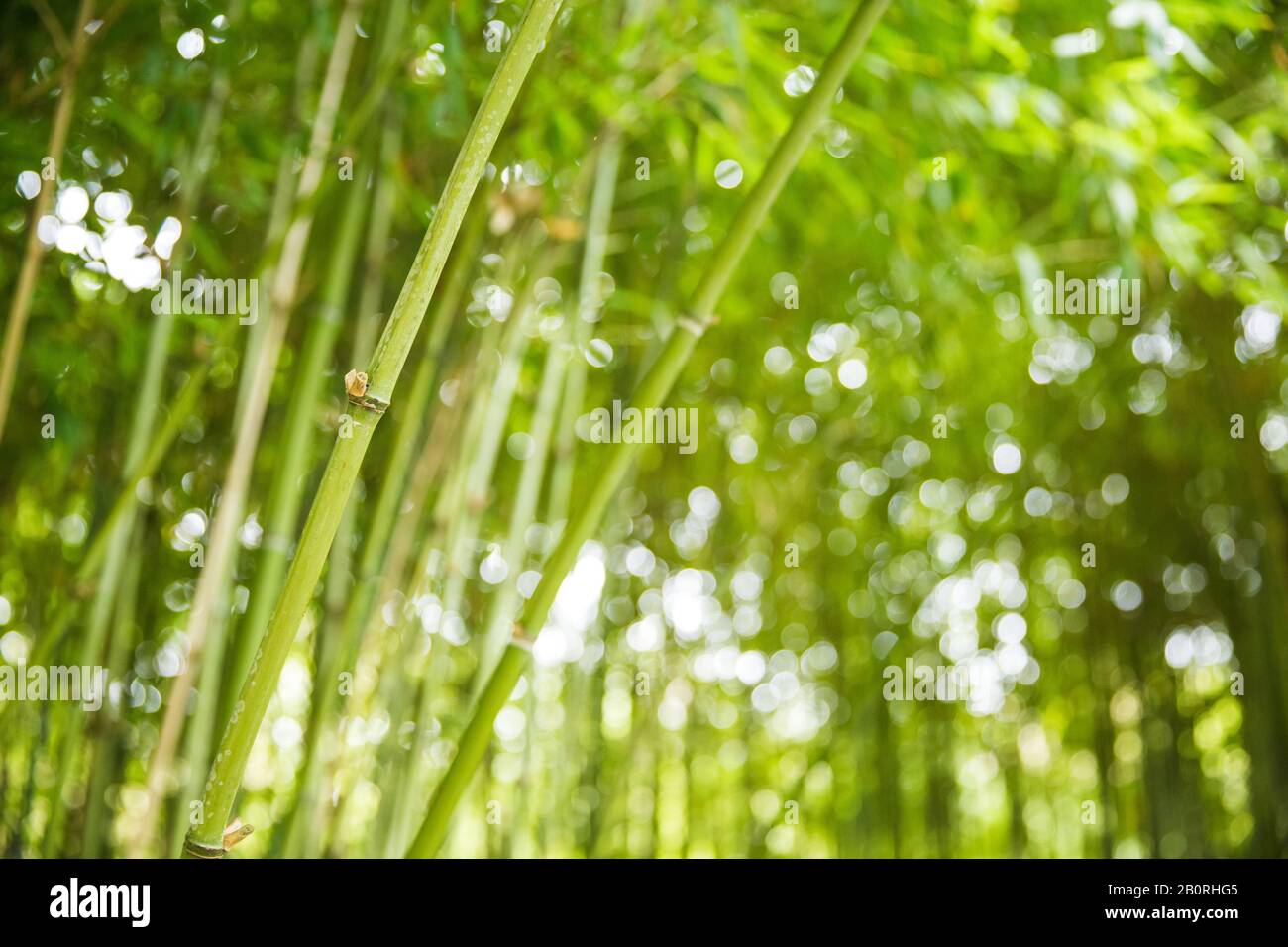 Grüne Bambuszweige und Pflanzen im Naturgarten Stockfoto
