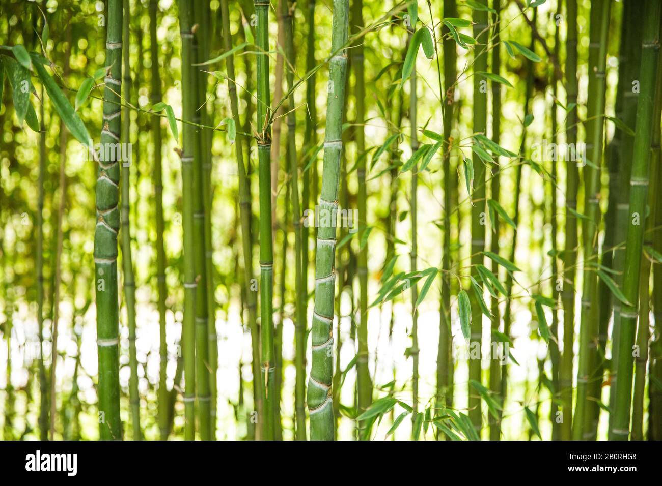 Grüne Bambuszweige und Pflanzen im Naturgarten Stockfoto