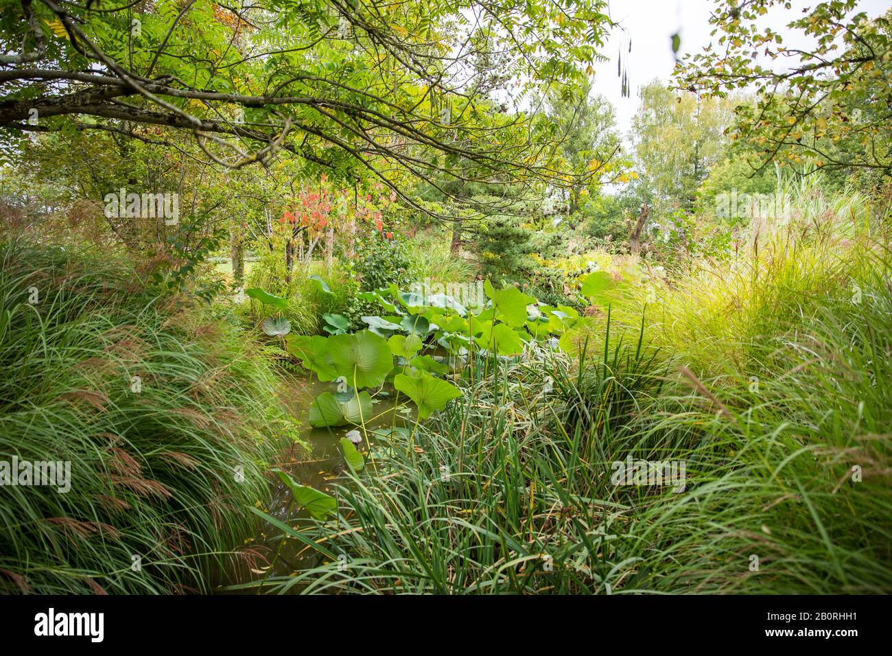 Green Botanic Gardens mit Aquatic Lotus und Water Lily in Pond Stockfoto