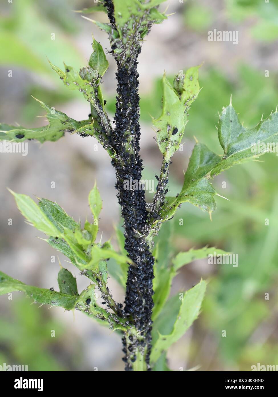 Schwarze Bohnenaphiden aphis fabae Kolonie auf schwerem befallenen Pflanzenstamm Stockfoto